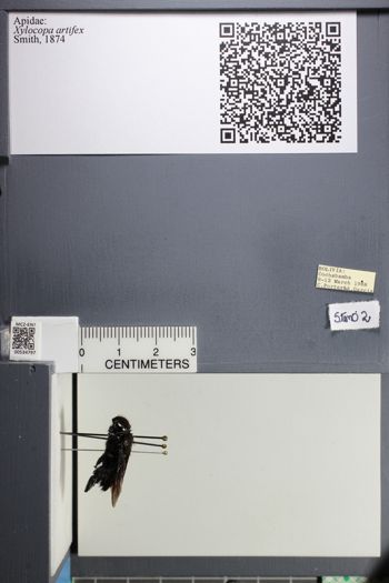 Media type: image;   Entomology 534797
